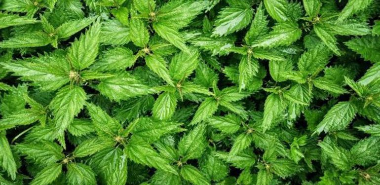 Isırgan otu çayı faydaları! Taze ve kuru ısırgan otu nasıl kullanılır?