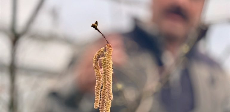 Kış sıcak geçti! Düzce’de fındık tanelerinin içinin boş kalma tehlikesi var