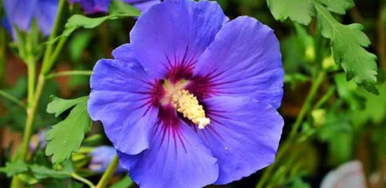 Taze ebegümeci nasıl tüketilir? Ebegümeci çayı nasıl yapılır, yararları nelerdir?